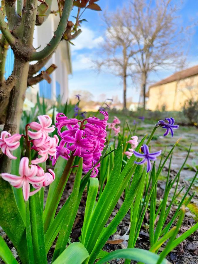 Ethno&Coffee House Tulip Bed and Breakfast Glozan Esterno foto